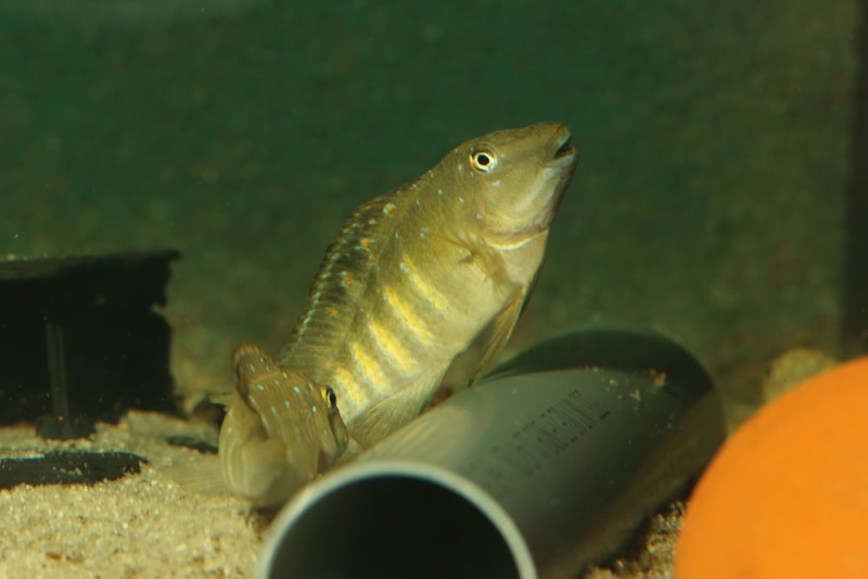 Spathodus sp. 'erythrodon kitumba' Kitumba